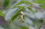 Eastern hophornbeam